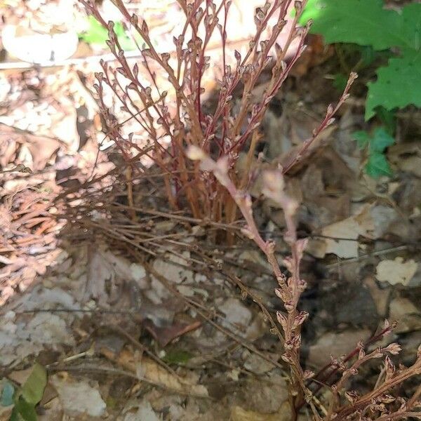 Epifagus virginiana Fuelha