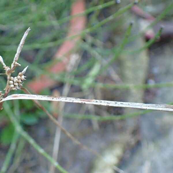 Carex oederi Συνήθη χαρακτηριστικά