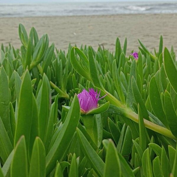 Carpobrotus acinaciformis Flower