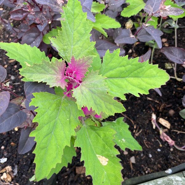 Chenopodium giganteum Folla