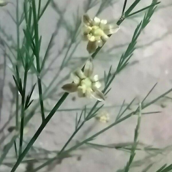 Asparagus officinalis Flower