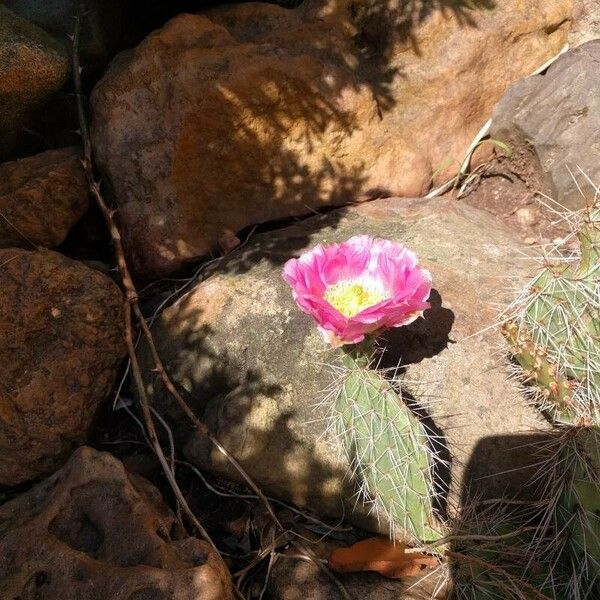 Opuntia polyacantha Цвят