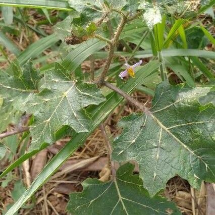 Solanum viarum برگ