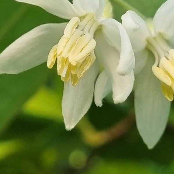 Styrax officinalis ᱵᱟᱦᱟ