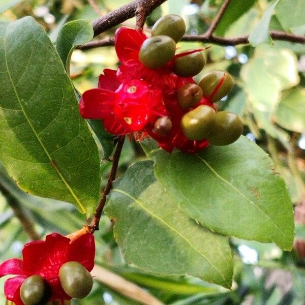 Ochna serrulata Habitatea