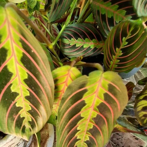 Maranta leuconeura Leaf