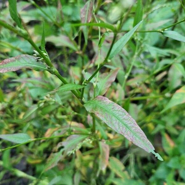 Persicaria hydropiper 葉