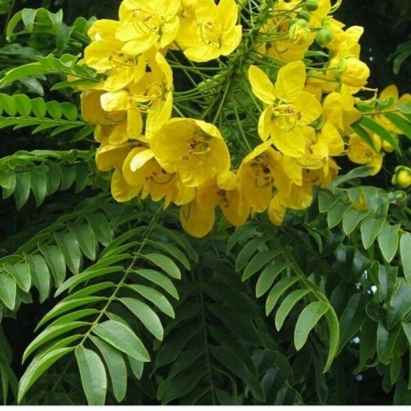 Cassia leptophylla ᱵᱟᱦᱟ