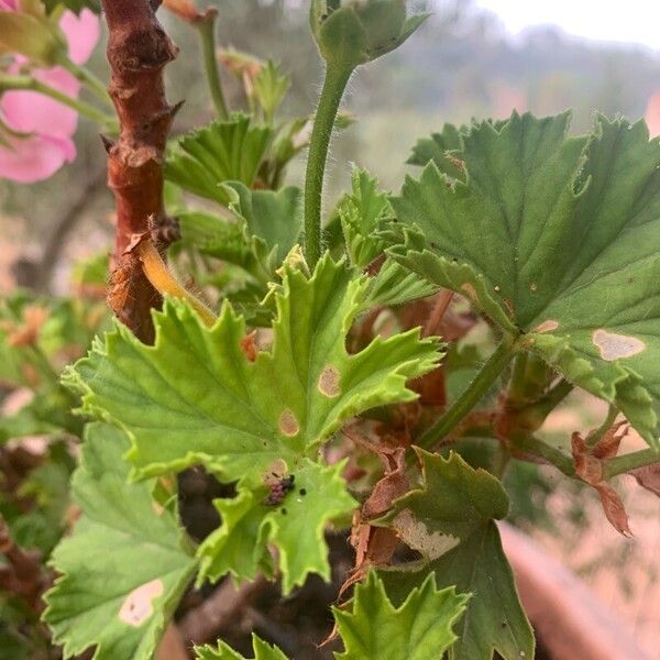 Pelargonium grandiflorum Flor