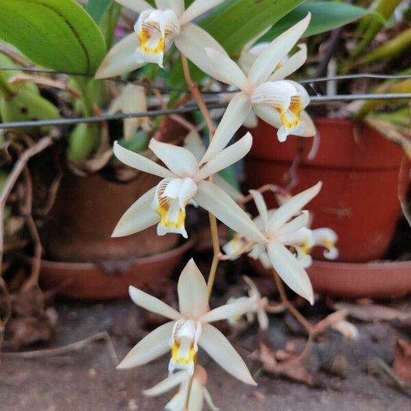 Coelogyne asperata Cvet