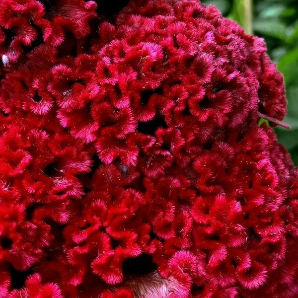 Celosia cristata Floro