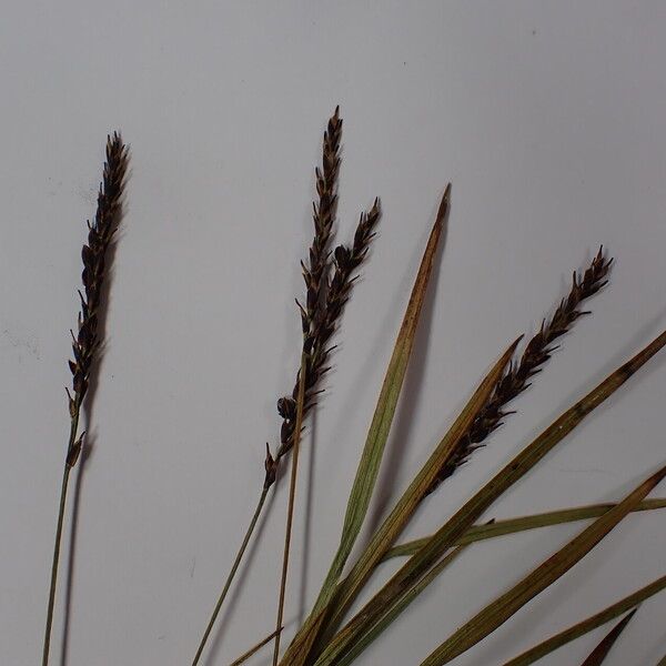 Carex esenbeckii Other