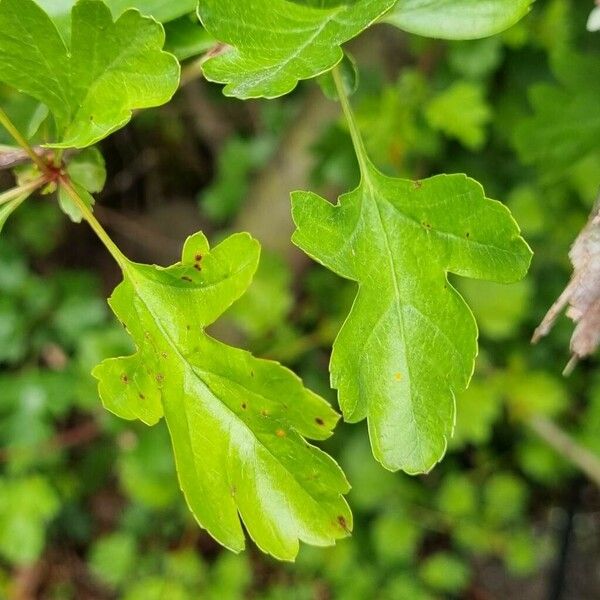 Crataegus azarolus Ліст