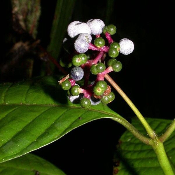 Palicourea acuminata Other