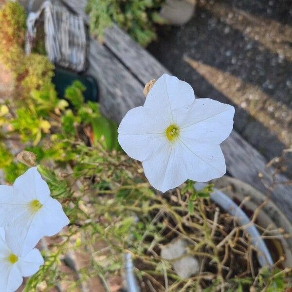 Petunia axillaris Blomst