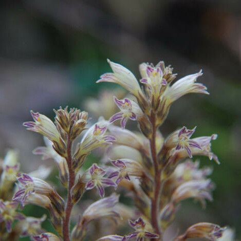 Orobanche pinorum Hábitos