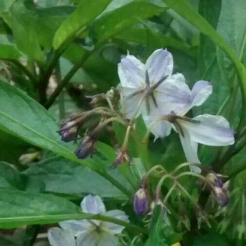 Capsicum annuum Цвят