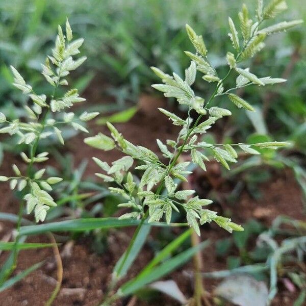 Eragrostis cilianensis 花