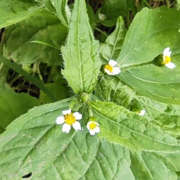 Galinsoga quadriradiata Flower