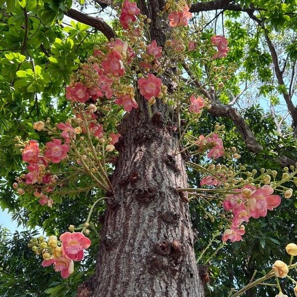 Couroupita guianensis Flower