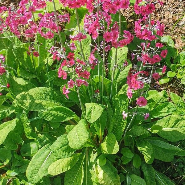 Primula bulleyana Hàbitat