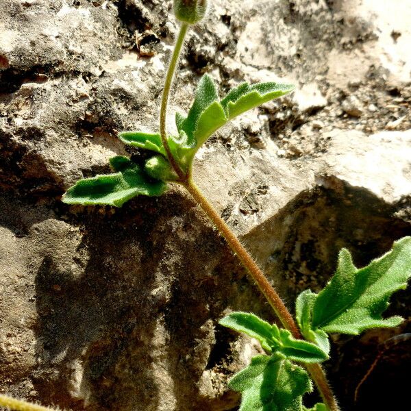 Tridax procumbens Frunză