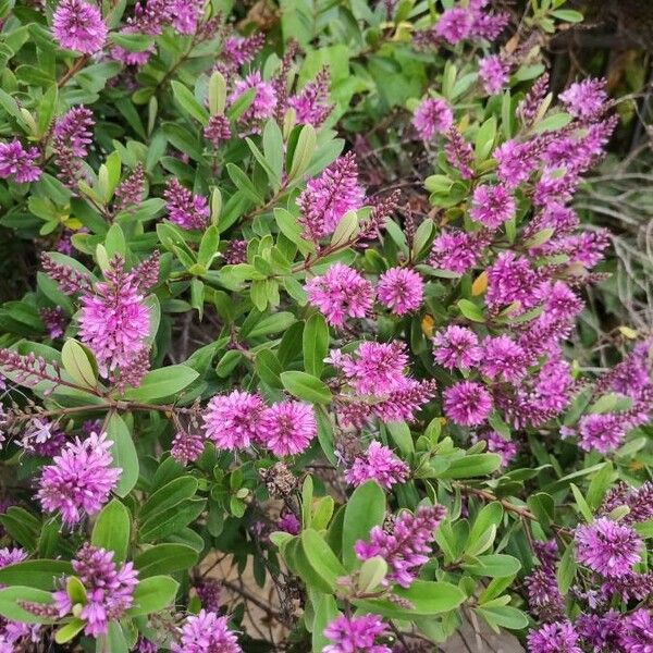 Hebe salicifolia Flower