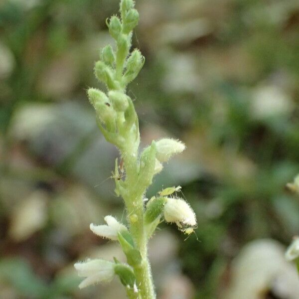 Goodyera repens Flower