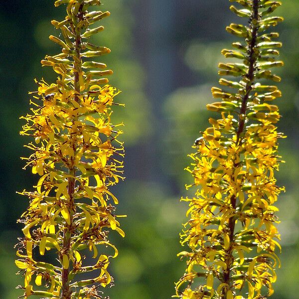 Ligularia wilsoniana Flower