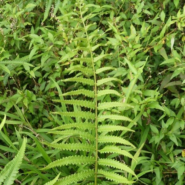 Thelypteris interrupta Feuille