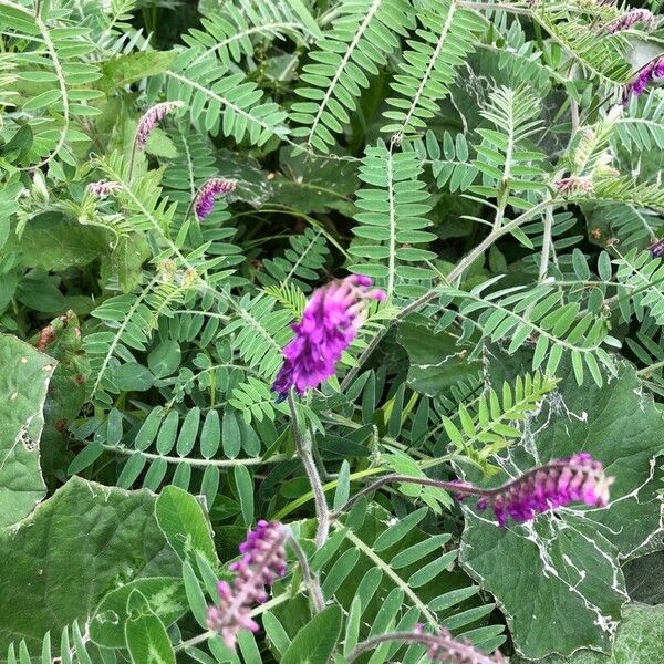 Vicia incana Flower