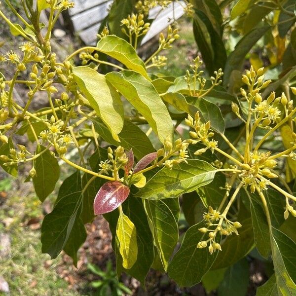 Persea americana Floro