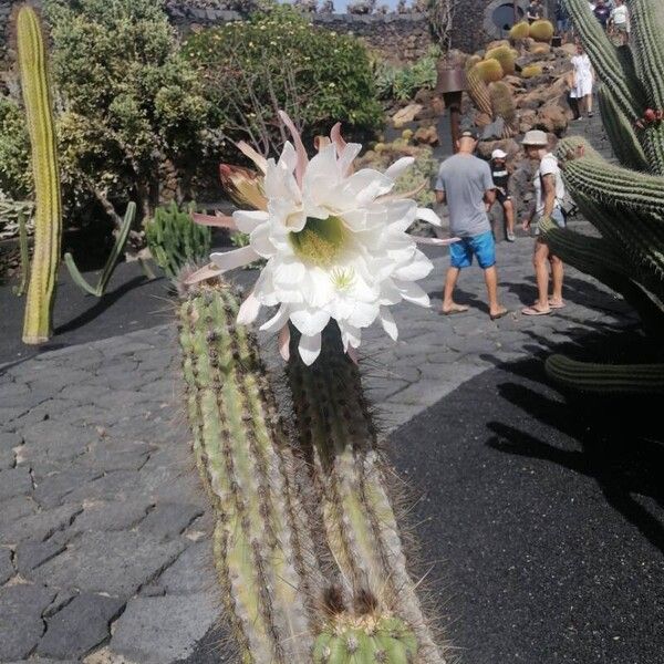 Lobivia bridgesii Flower