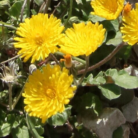 Crepis sancta फूल