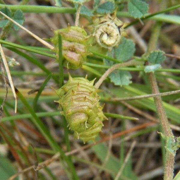 Medicago littoralis Ffrwyth