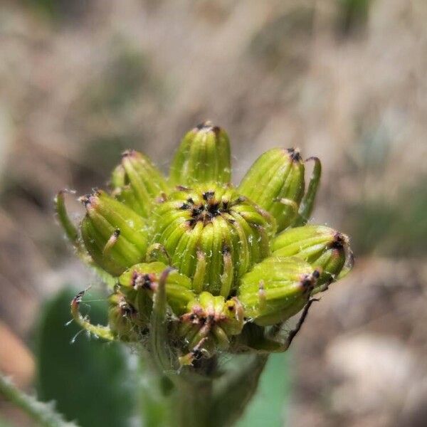 Senecio integerrimus Květ