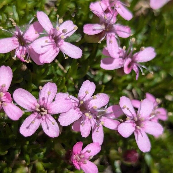 Silene acaulis Flower