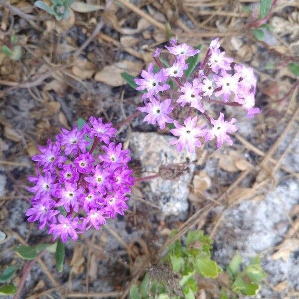 Abronia umbellata Квітка