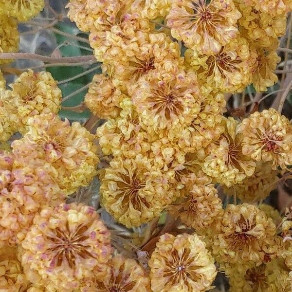 Eriogonum umbellatum Květ