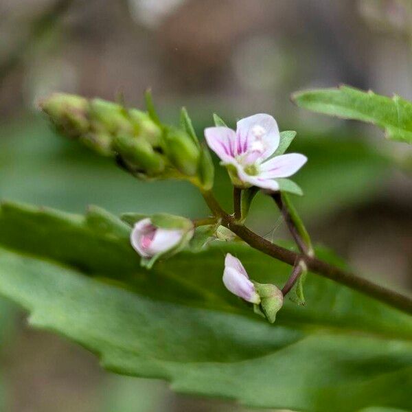 Veronica catenata Flower