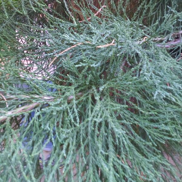 Sequoiadendron giganteum Φύλλο