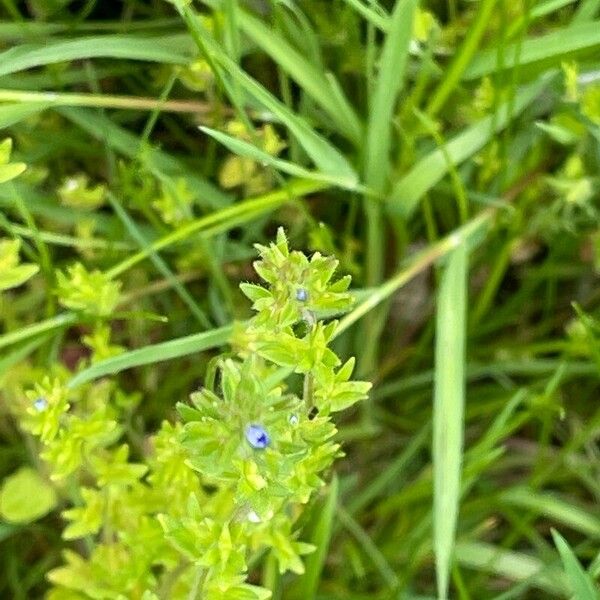 Veronica arvensis Flower