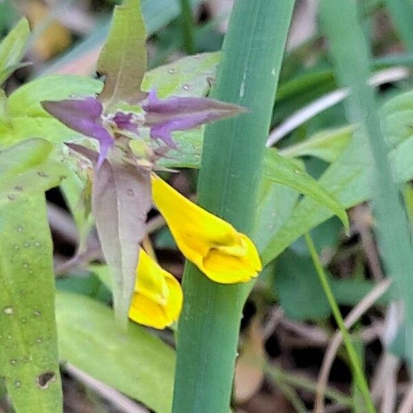 Melampyrum subalpinum Квітка