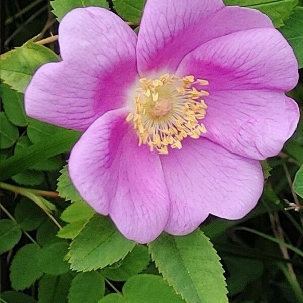 Rosa woodsii ফুল