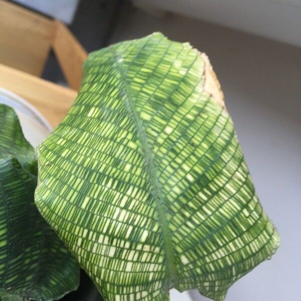 Calathea bella Lapas