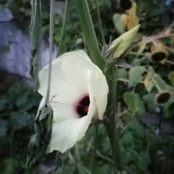 Hibiscus cannabinus Fiore