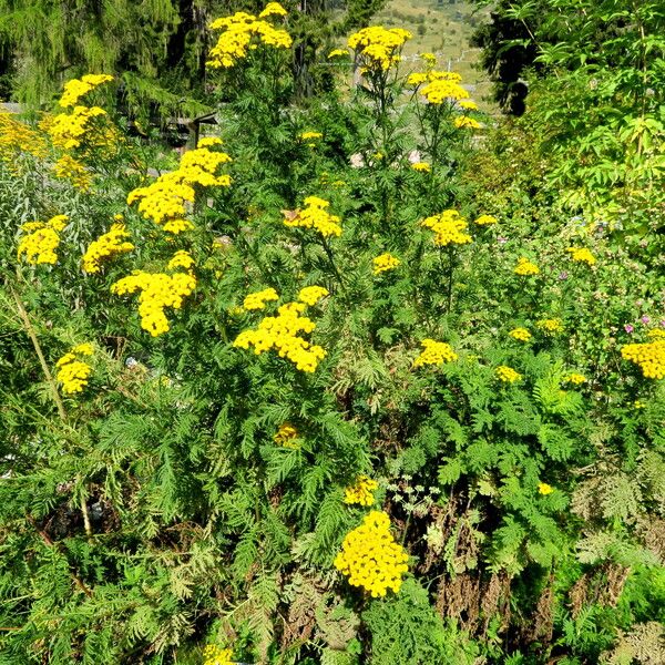 Tanacetum vulgare Облик