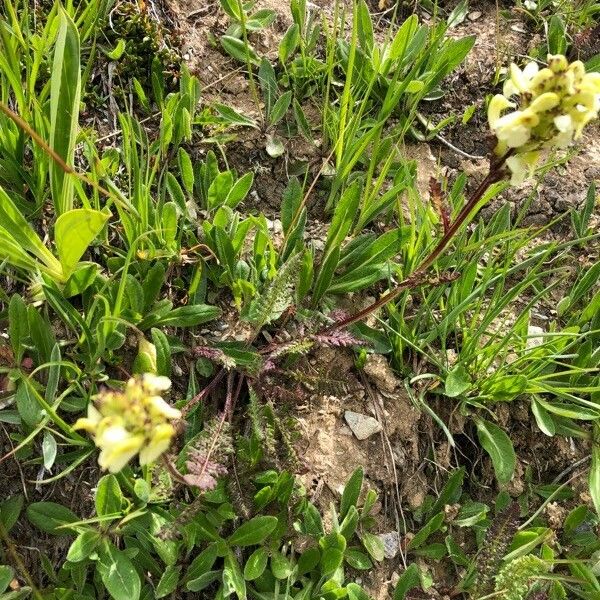 Pedicularis oederi Flower