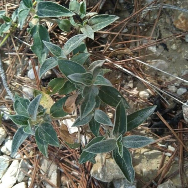 Helianthemum cinereum Fulla