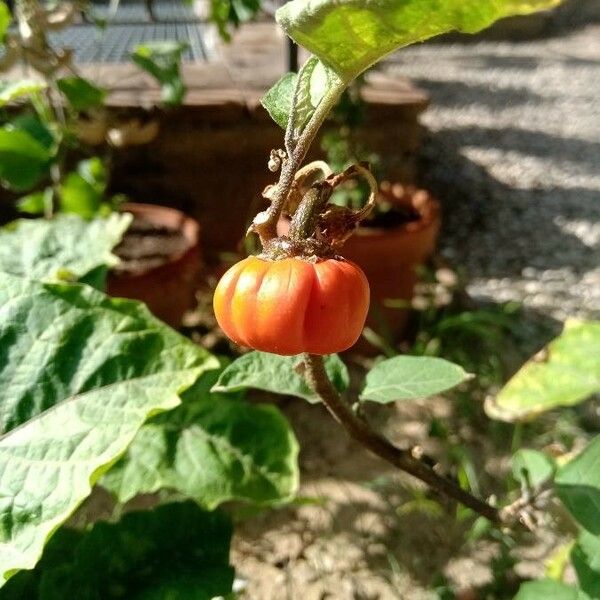 Solanum aethiopicum Vrucht